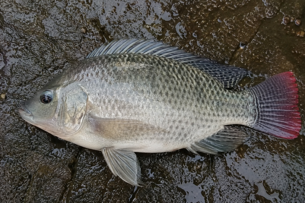 Ikan nila dibudidayakan di perairan air payau karena mampu beradaptasi dengan kondisi lingkungan yang berbeda.